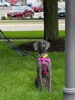Josie thumbnail 3