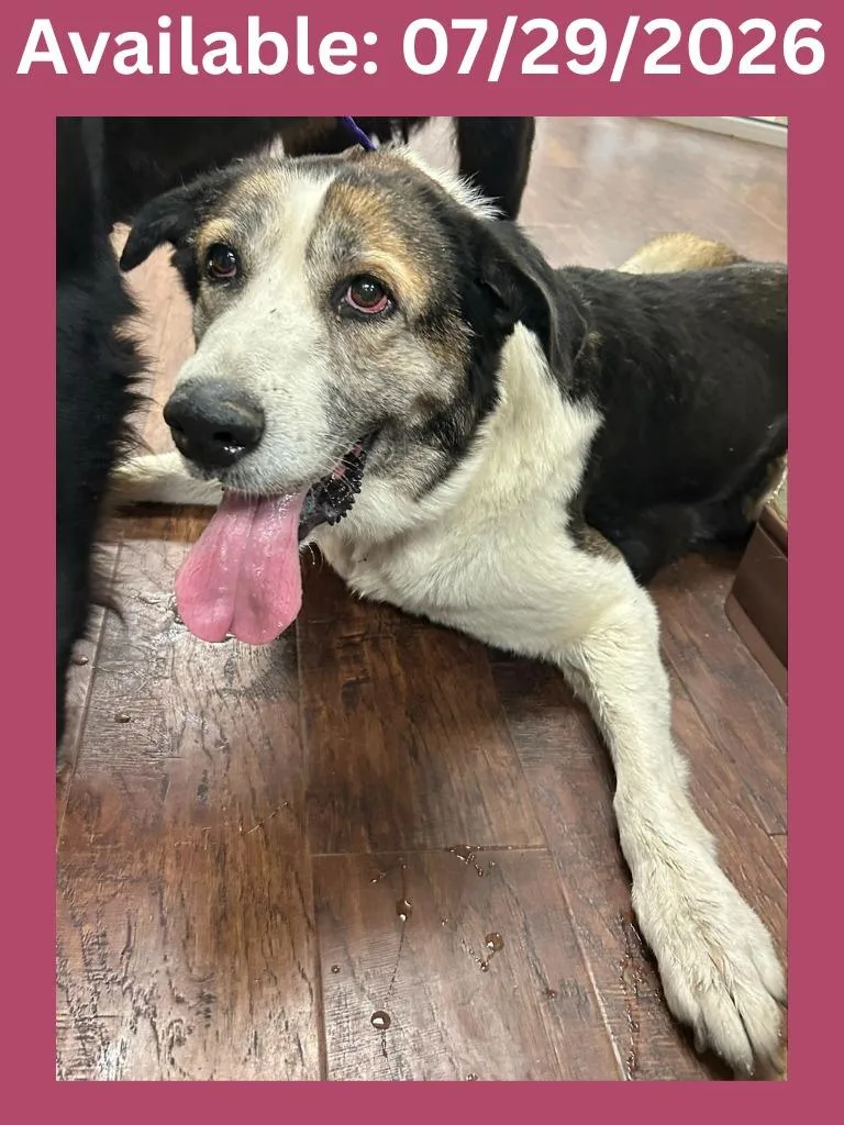 A senior large-sized female Border Collie dog named Dog Kennel  Collie for adoption in Greenville, TX