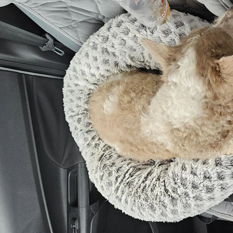 A senior small-sized male Yellow / Tan / Blond / Fawn Poodle (Toy) dog named Norman for adoption in Weeki Wachee, FL