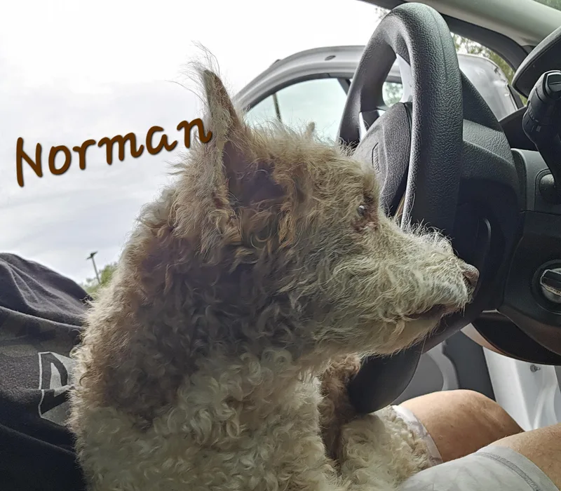 Norman thumbnail 6