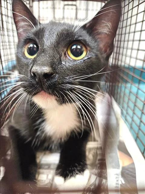 A young large-sized male Domestic Short Hair cat named Ramen for adoption in Los Angeles, CA
