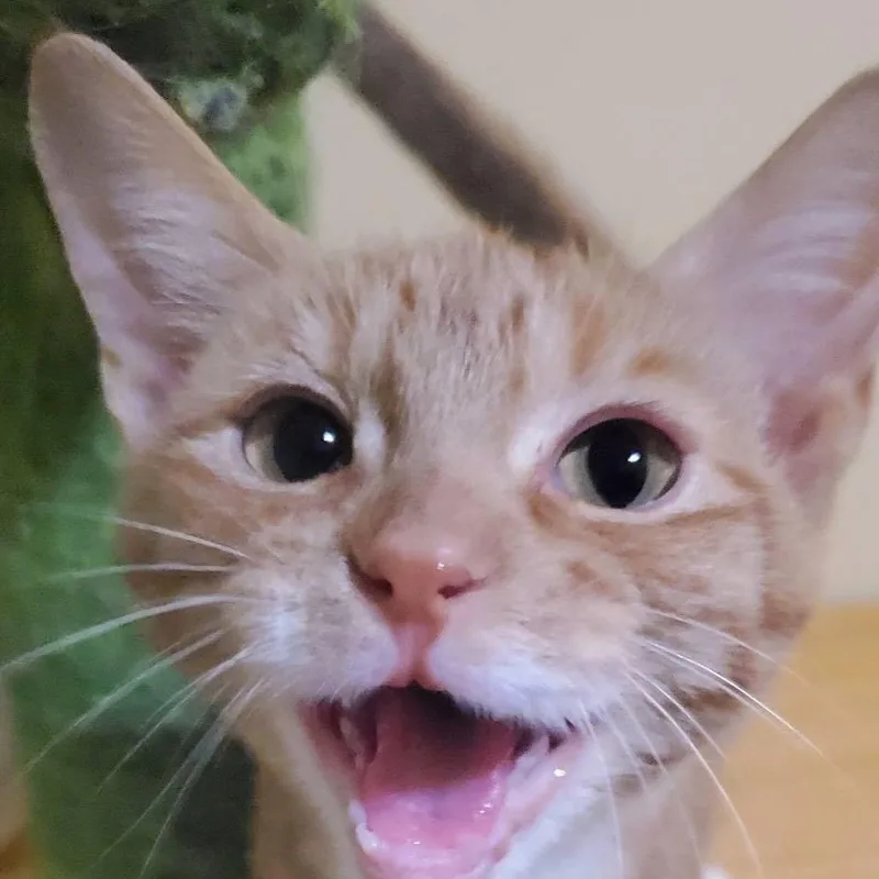 A baby small-sized female Orange / Red Domestic Short Hair cat named Cutie for adoption in Santa Fe, TX