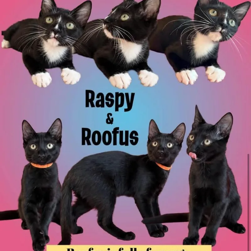 A baby small-sized male Black Domestic Short Hair cat named Raspy for adoption in Fayetteville, GA