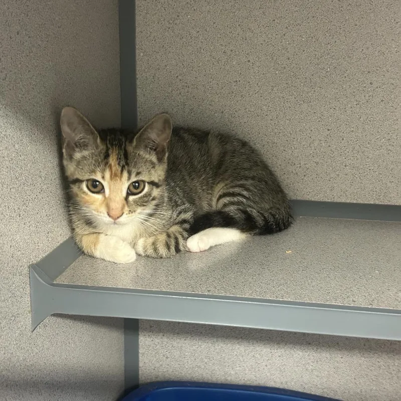 A baby small-sized female Domestic Short Hair cat named Sweet pea for adoption in Greenville, PA