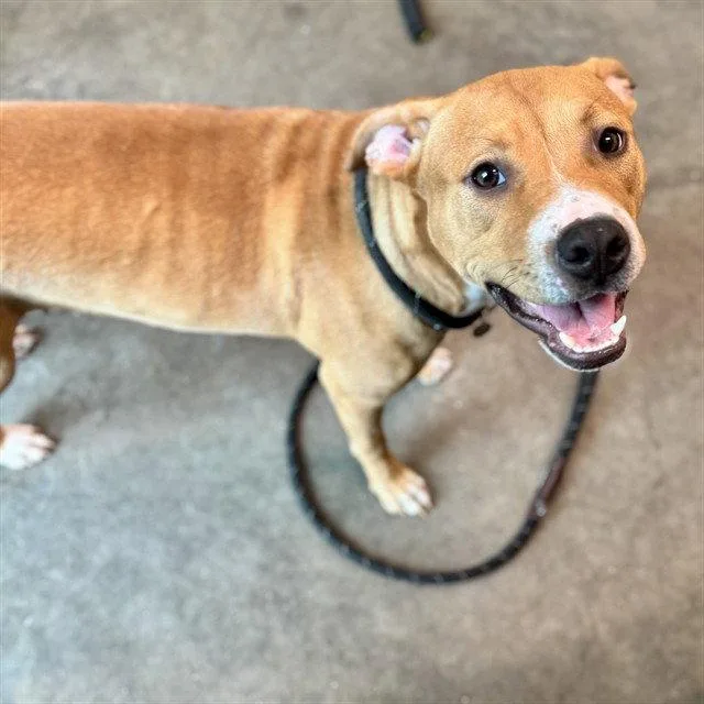A young medium-sized female Pit Bull Terrier dog named Abigail for adoption in Tavares, FL
