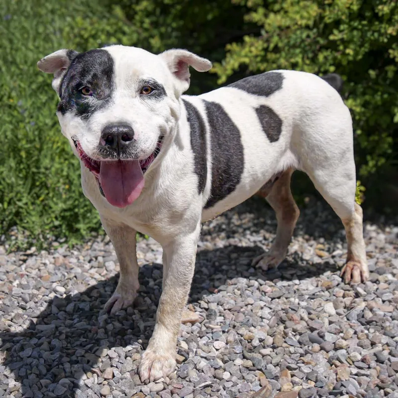 Outrageous Mr Onks ~ thumbnail 2