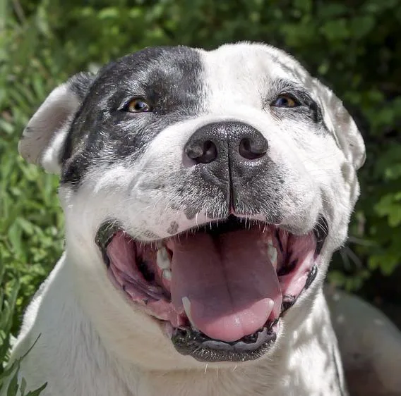 Outrageous Mr Onks ~