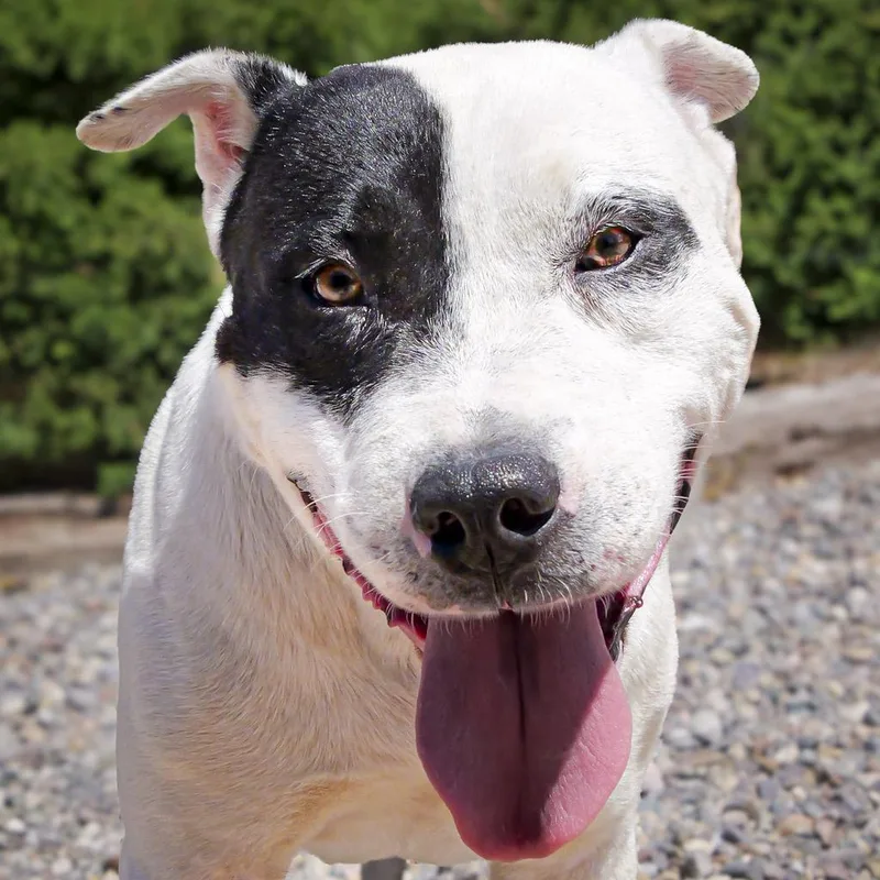 Outrageous Mr Onks ~ thumbnail 4