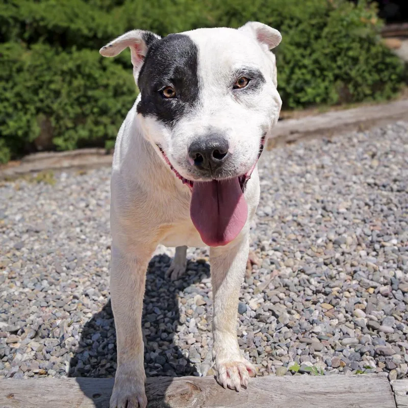 Outrageous Mr Onks ~ thumbnail 5