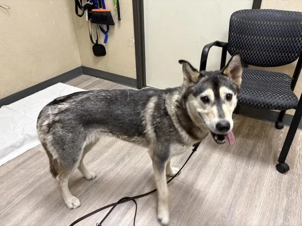 A young large-sized female Shepherd dog named Frappuccino for adoption in Oceanside, CA