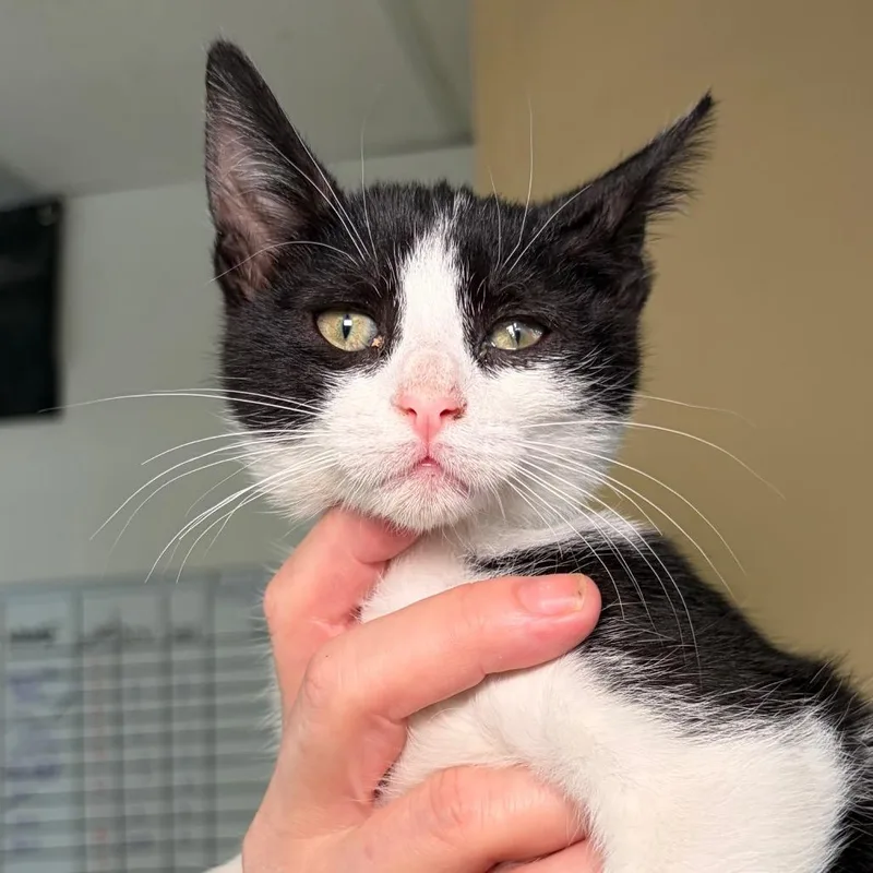 A baby small-sized male Black Domestic Short Hair cat named Toulouse for adoption in Santa Barbara, CA