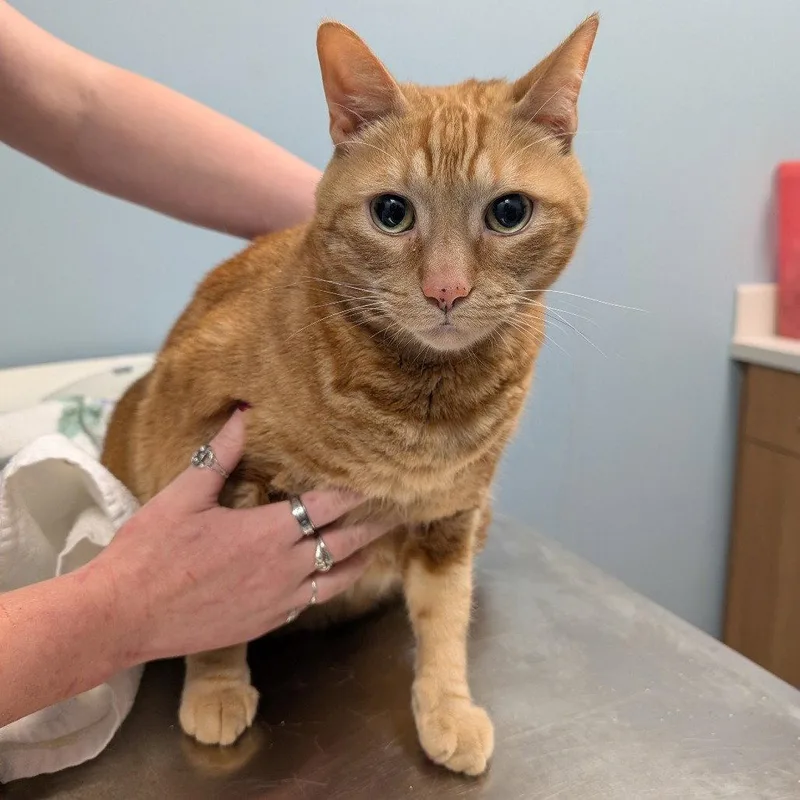 An adult large-sized male Orange / Red Domestic Short Hair cat named Gordon for adoption in New Castle, DE
