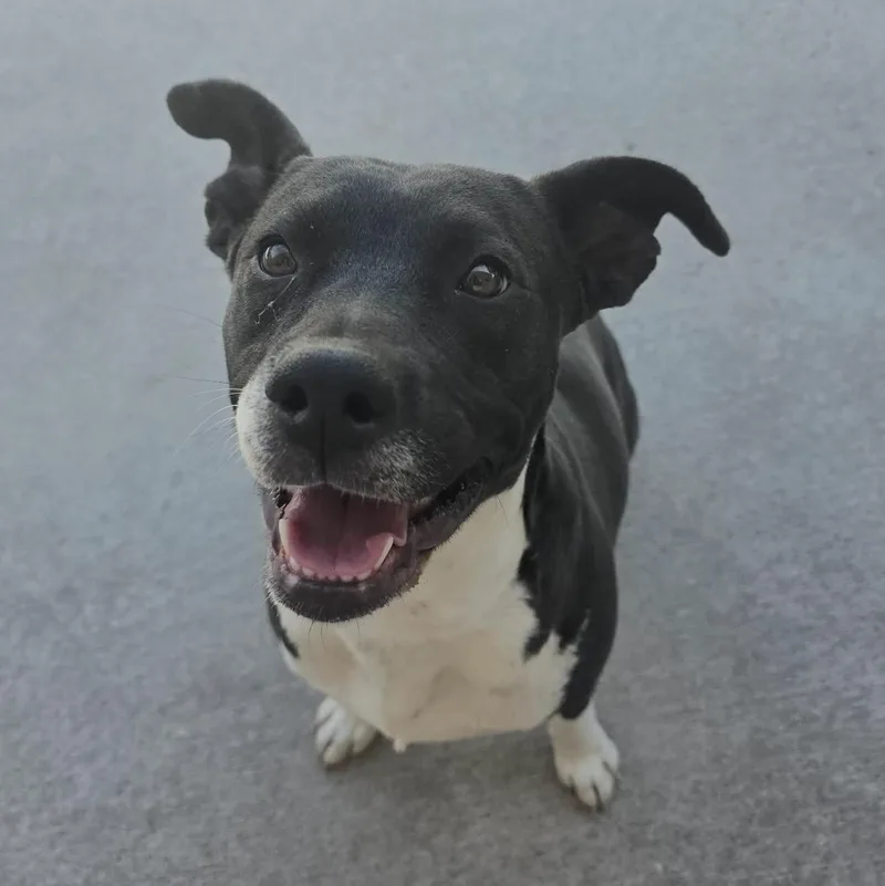 An adult medium-sized female Black Terrier dog named Satine for adoption in Corpus Christi, TX