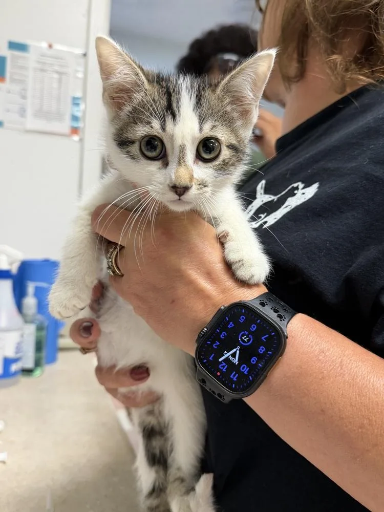 A baby small-sized female Domestic Short Hair cat named Beth for adoption in Ontario, CA
