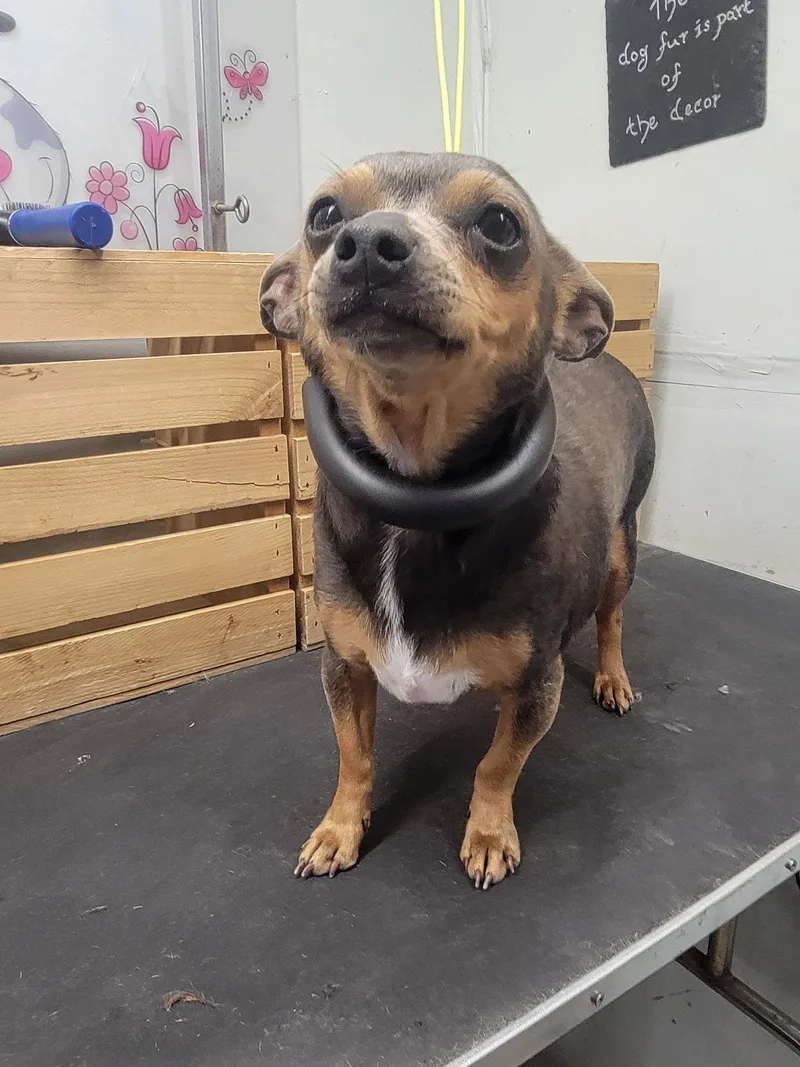 A young small-sized female Bicolor Chihuahua dog named Rachel for adoption in Garland, TX