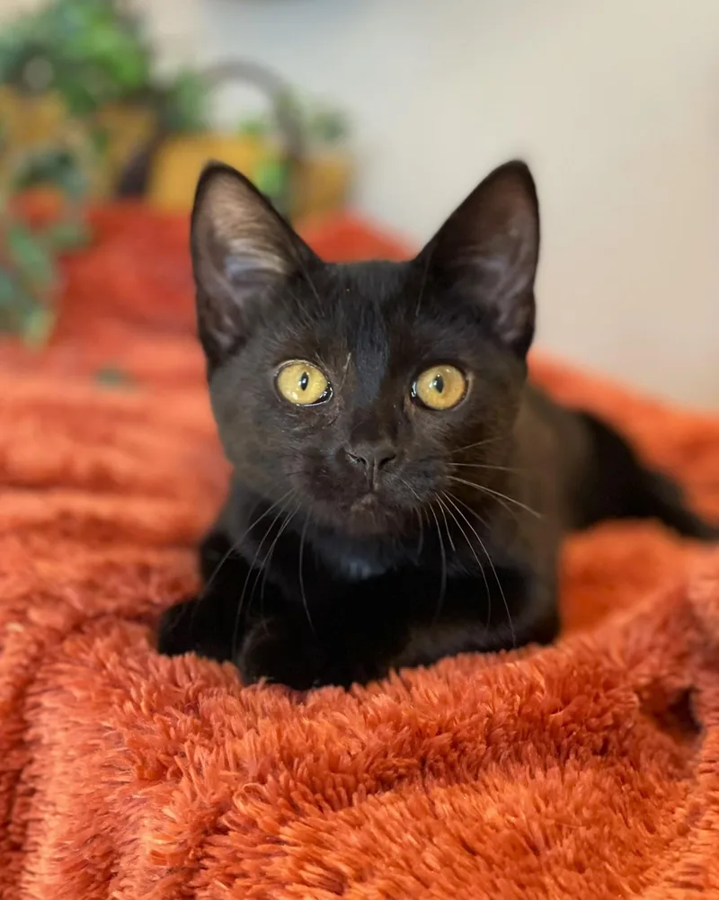 A baby medium-sized female Black Domestic Short Hair cat named Midnight for adoption in Taylor, MI