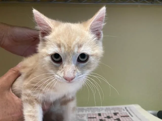 A baby small-sized male Domestic Short Hair cat named Miley for adoption in Tustin, CA