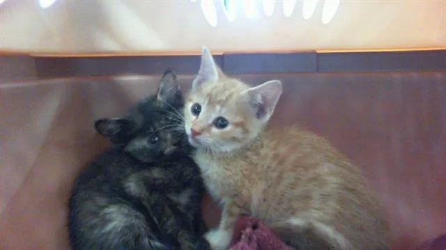 A baby small-sized male Domestic Short Hair cat named Orange E for adoption in Charlotte, NC