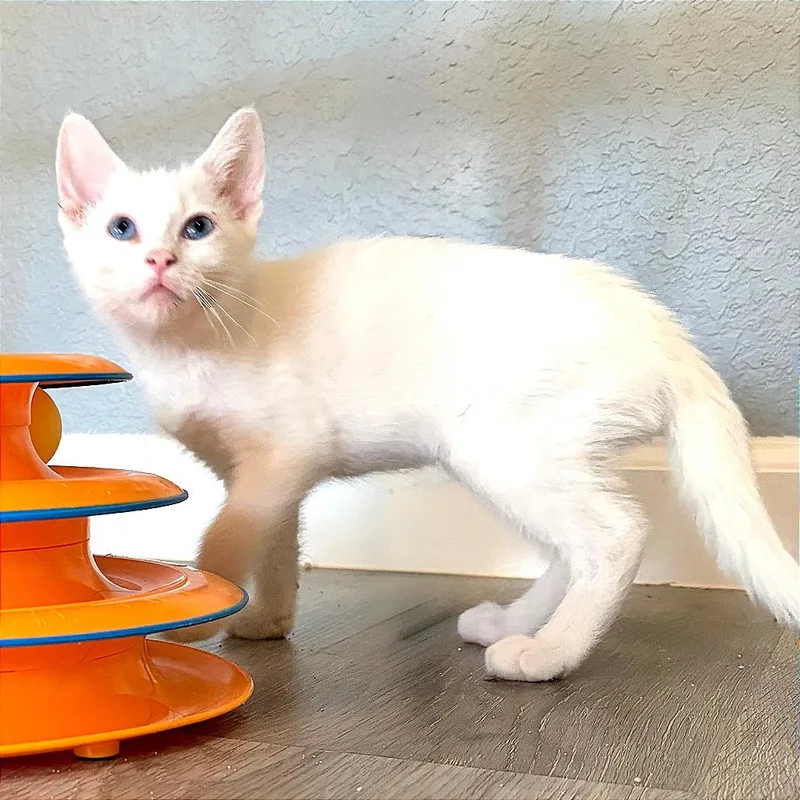 A baby small-sized female White Domestic Short Hair cat named A Yuki for adoption in Pleasant Hill, CA