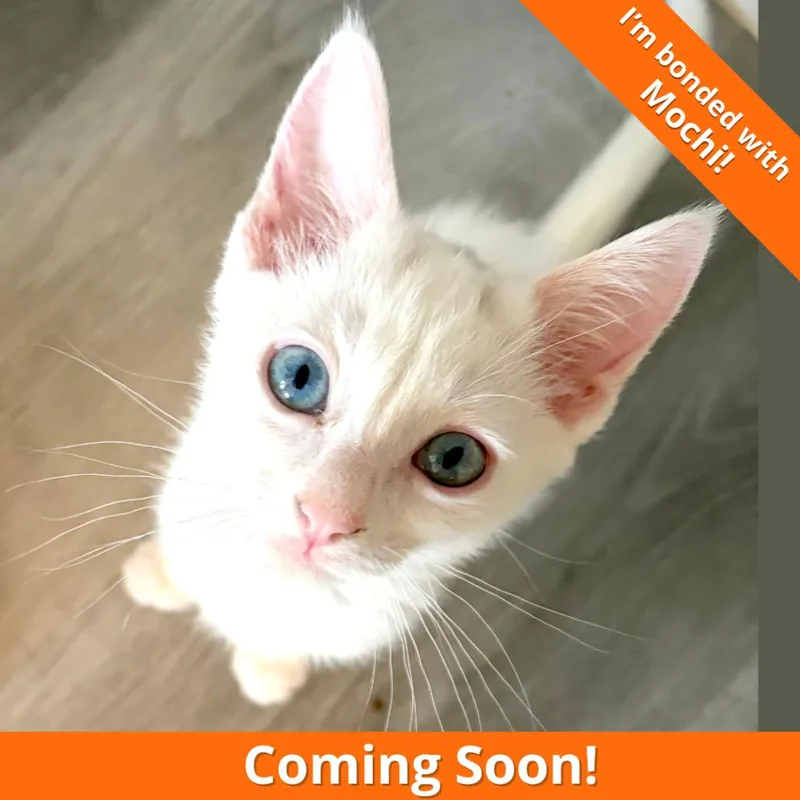 A Yuki thumbnail 3