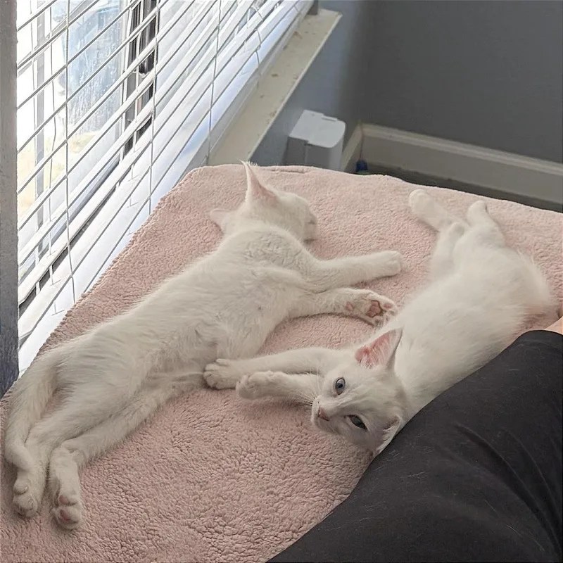 A Yuki thumbnail 4