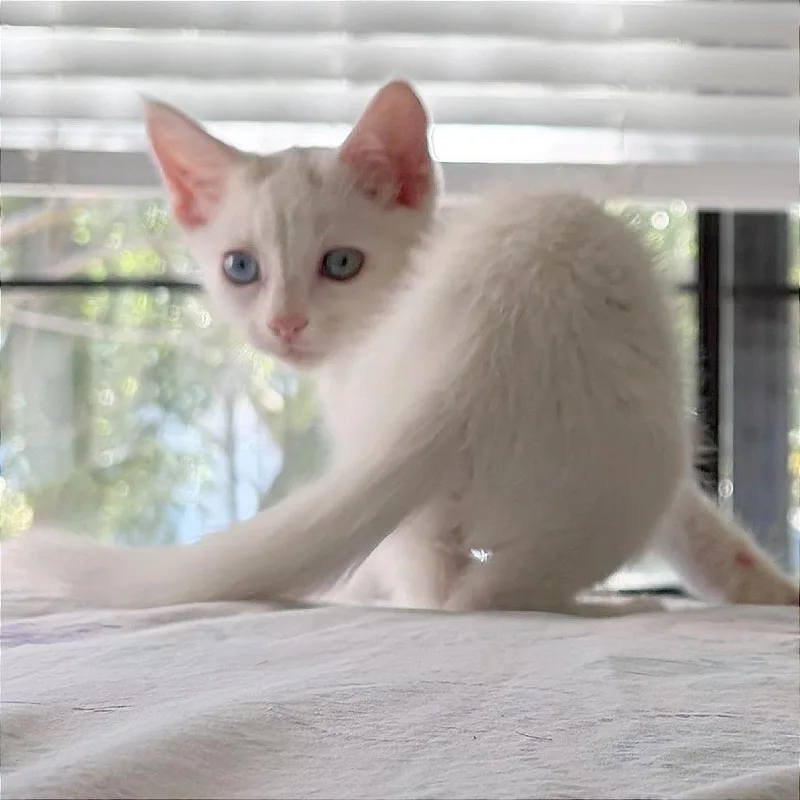 A Yuki thumbnail 5