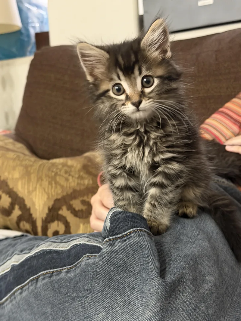 Romeo