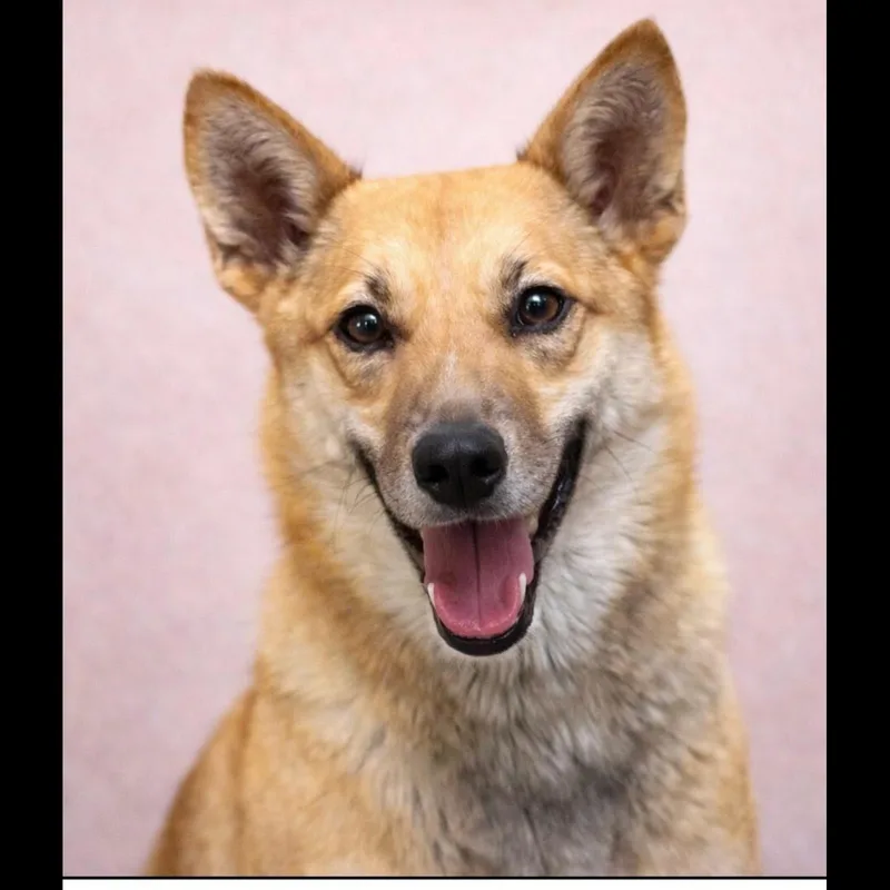 An adult large-sized female Shiba Inu dog named Foxy for adoption in Rochester, NY