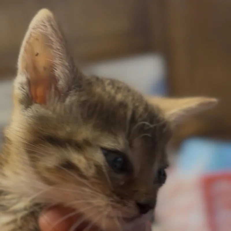 A baby small-sized male Brown / Chocolate Domestic Short Hair cat named Monty for adoption in Midland, TX