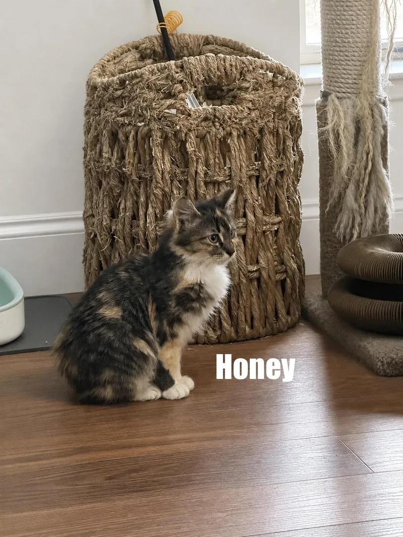 Honey