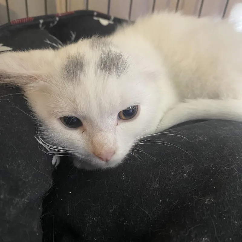 A baby small-sized male White Domestic Short Hair cat named Coconut for adoption in Irwin, PA