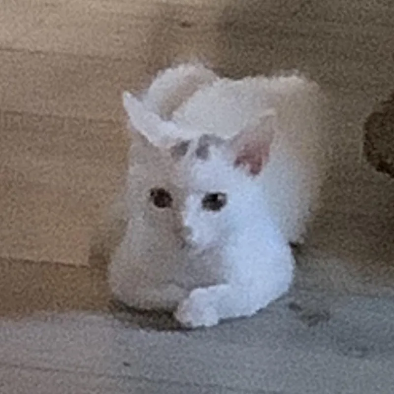 Coconut thumbnail 3