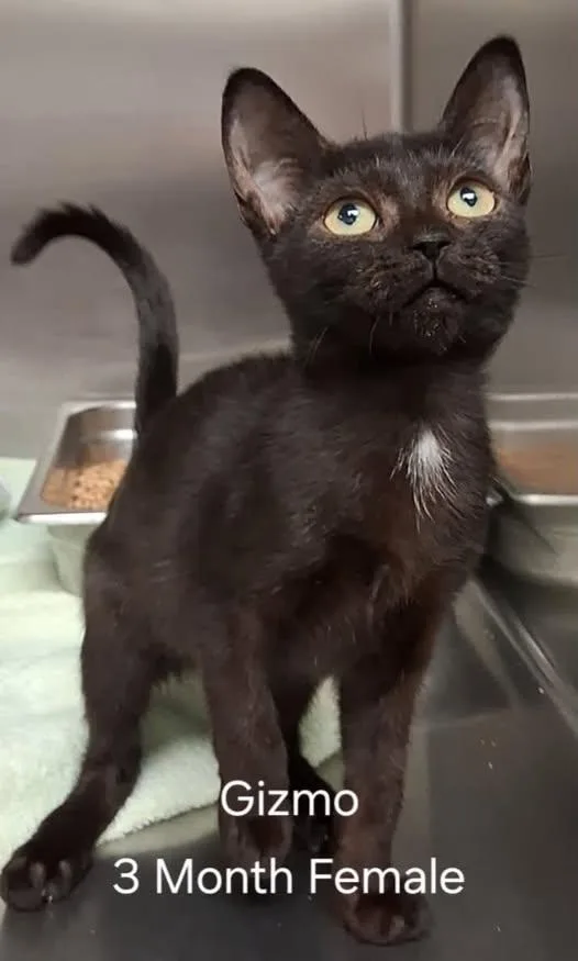 A young medium-sized female Black Domestic Short Hair cat named Gizmo for adoption in Amherst, VA