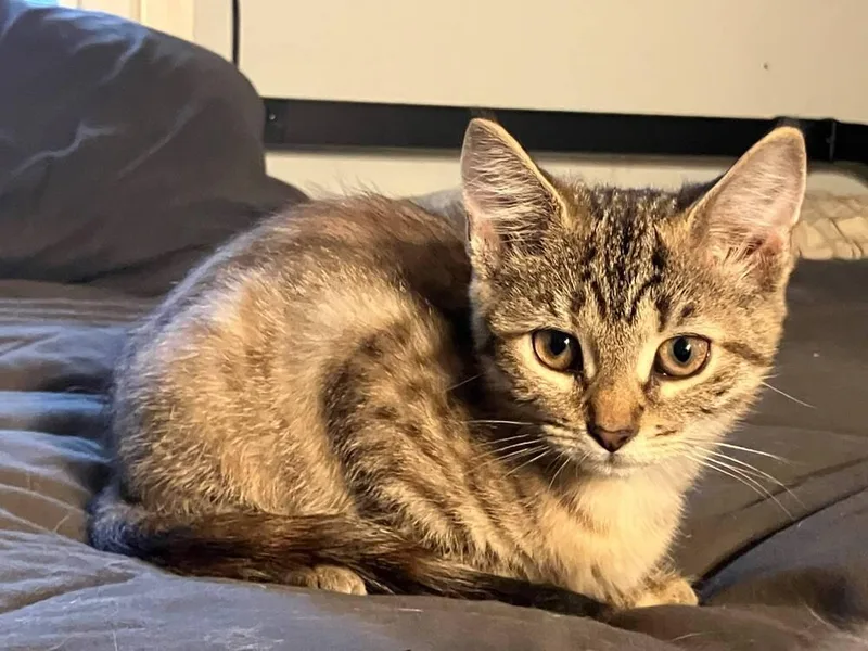 A baby small-sized female Domestic Short Hair cat named Cheerio for adoption in Milton, DE