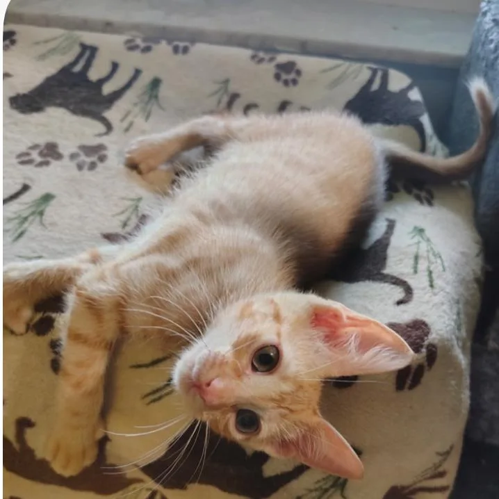A baby small-sized male Orange / Red Domestic Short Hair cat named Xander for adoption in North Port, FL