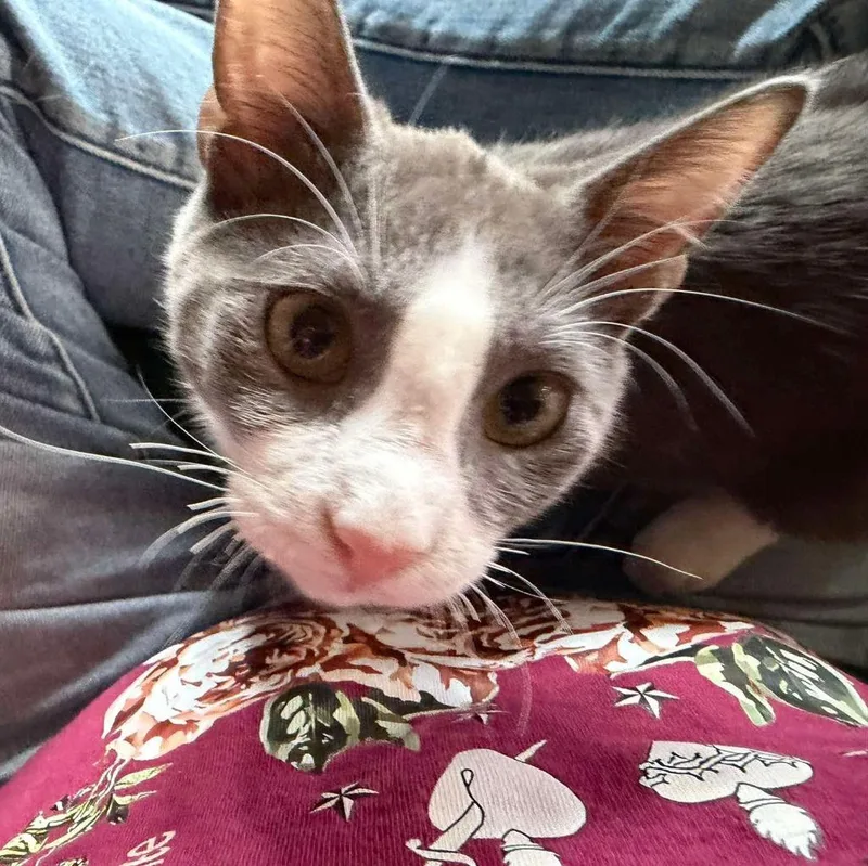 A baby small-sized male Domestic Short Hair cat named Sir Richard for adoption in New Braunfels, TX