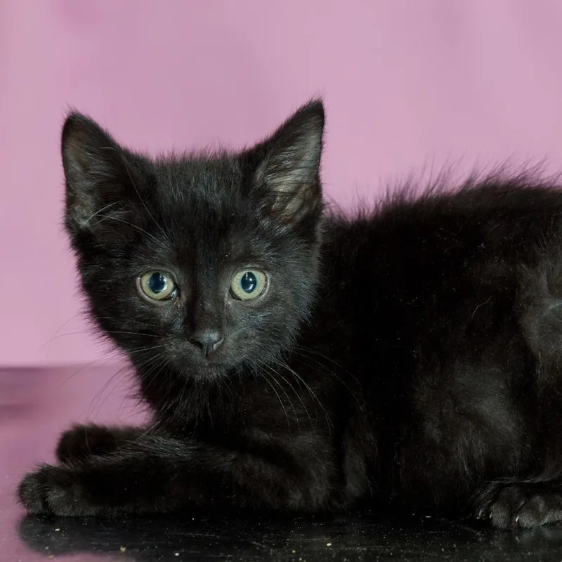 A baby small-sized male Black Domestic Short Hair cat named Tosh for adoption in Forest Park, IL