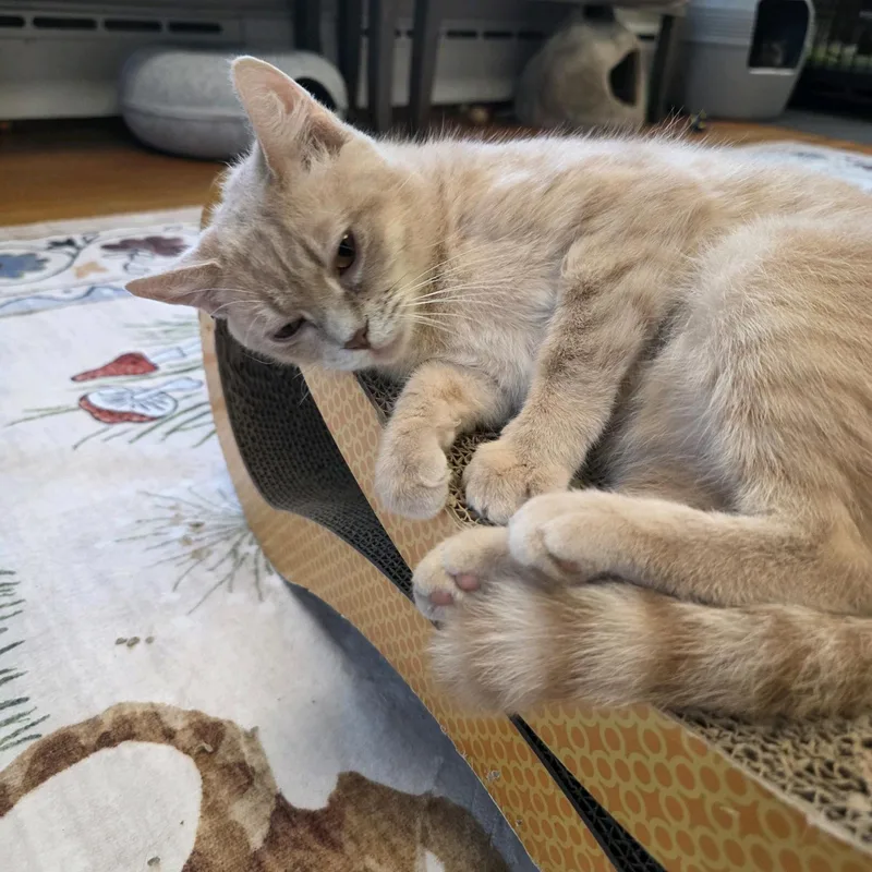 A young medium-sized female Tabby (Buff / Tan / Fawn) Domestic Short Hair cat named Chilli for adoption in Greensburg, PA