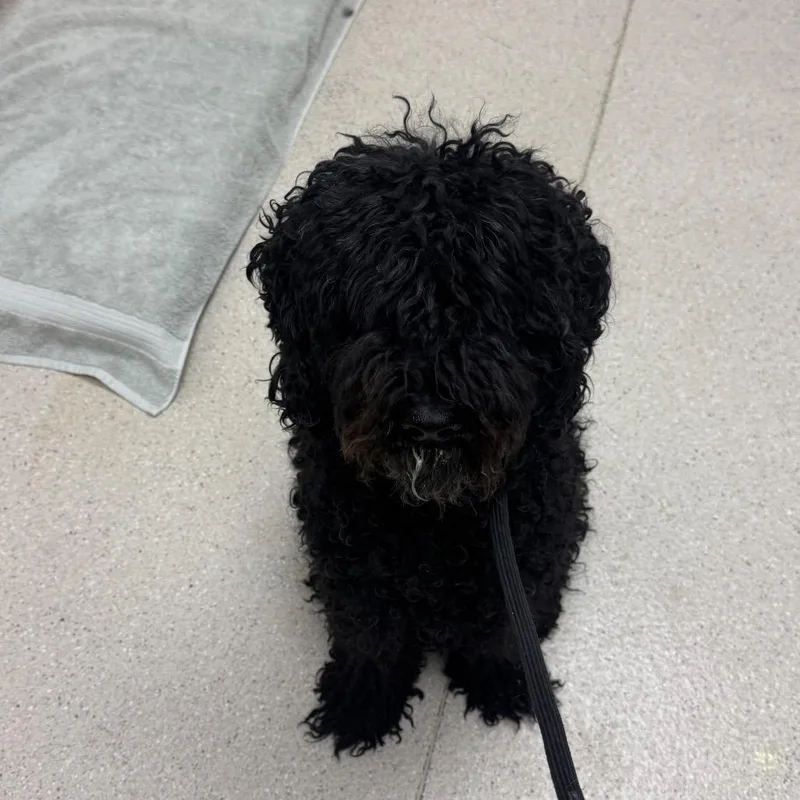 A senior medium-sized female Mixed Breed dog named Meena for adoption in Murray, UT