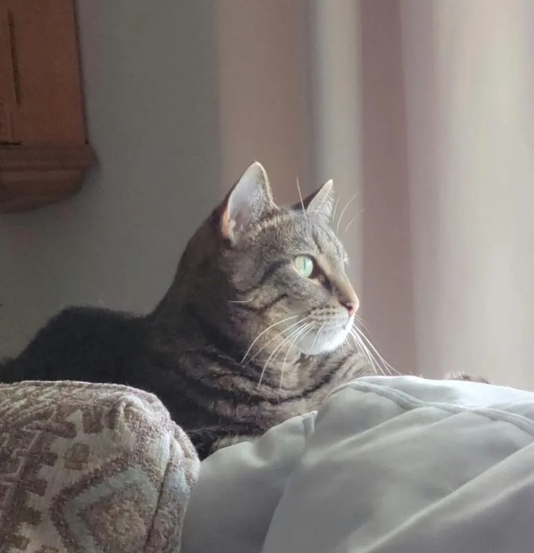 An adult medium-sized female Tabby (Brown / Chocolate) Domestic Short Hair cat named Lucy for adoption in Cincinnati, OH