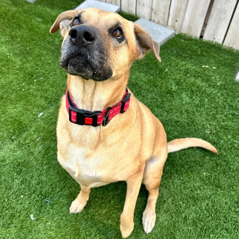 An adult large-sized female Shar-Pei dog named Nymeria for adoption in New Orleans, LA