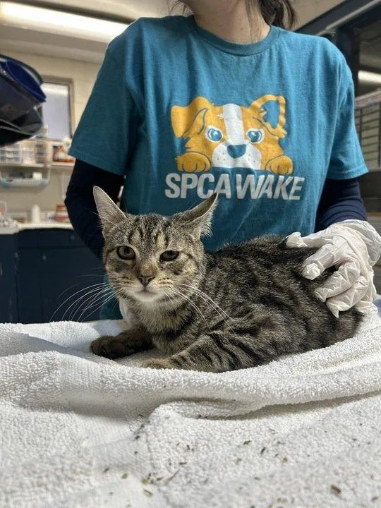 A baby small-sized female Tabby (Brown / Chocolate) Domestic Short Hair cat named String Bean for adoption in Raleigh, NC