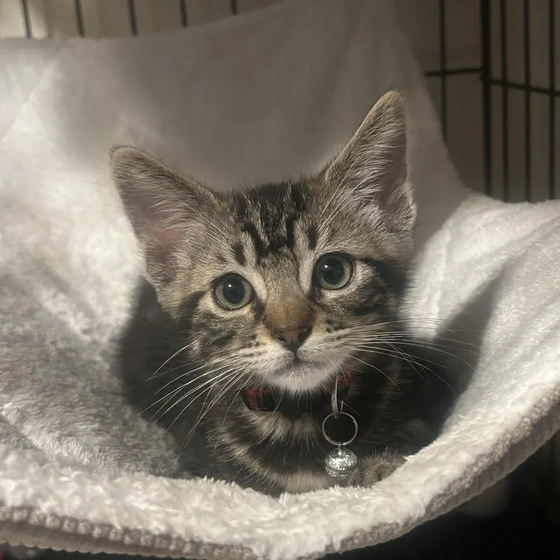 A baby small-sized male Brown / Chocolate Domestic Short Hair cat named Frankie for adoption in Westminster, CA