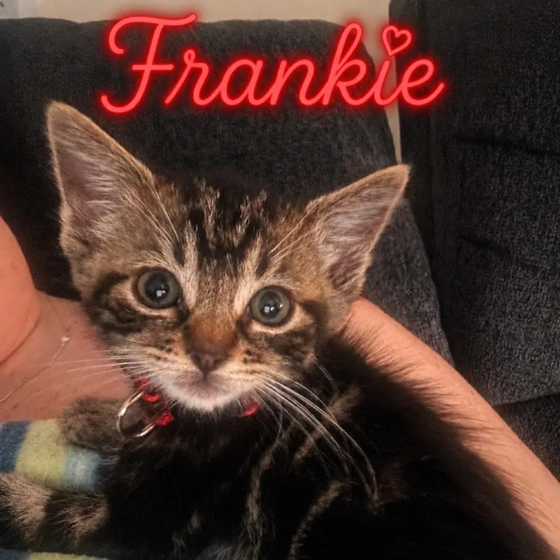 Frankie thumbnail 2