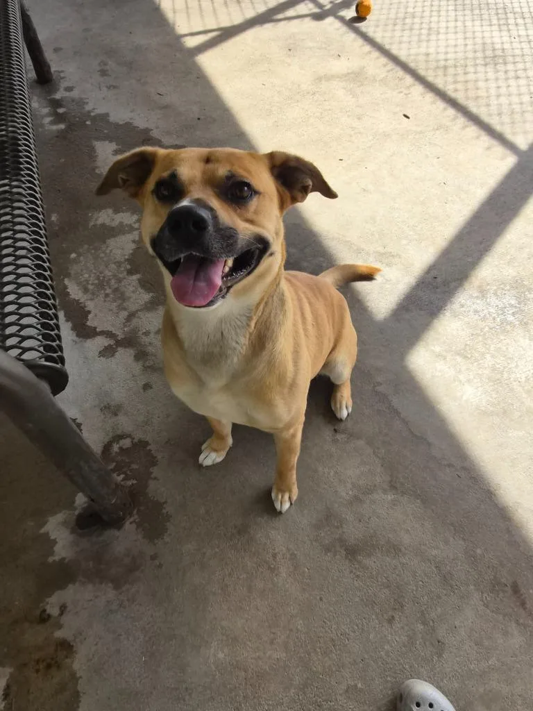 A young medium-sized male Mixed Breed dog named Beans for adoption in Rome, GA