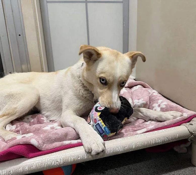 A young medium-sized female White / Cream Siberian Husky dog named Marcy for adoption in Berkeley, CA
