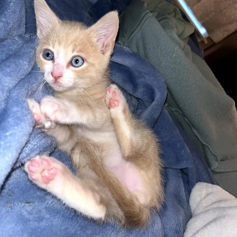 Simba