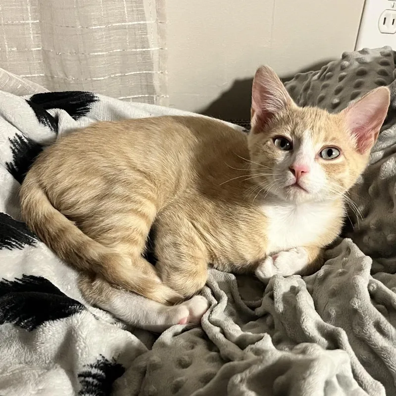 Simba thumbnail 2