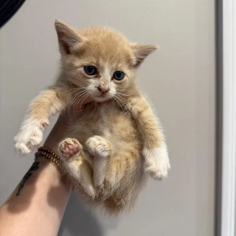 Simba thumbnail 3