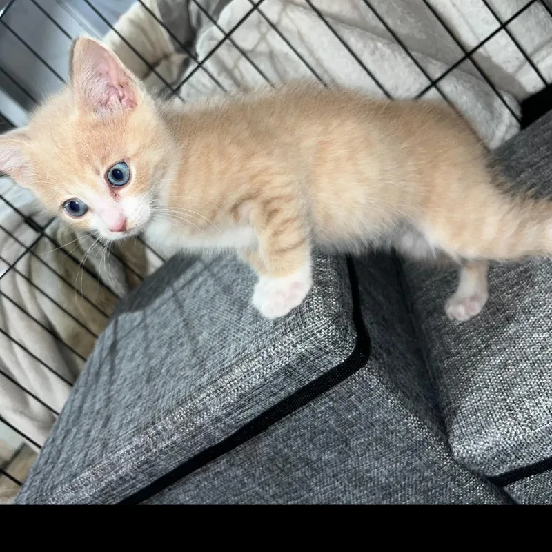 Simba thumbnail 5